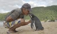Xaloskorini ko‘rish uchun minglab chaqirimdan suzib keladigan pingvin